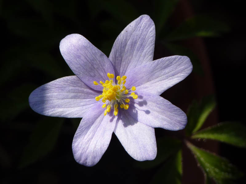 Anemone nemorosa 'Allenii'